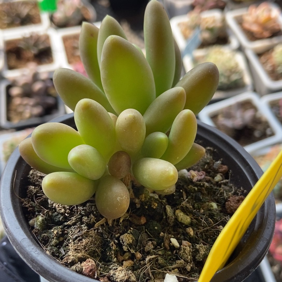 731芒果奶多肉植物