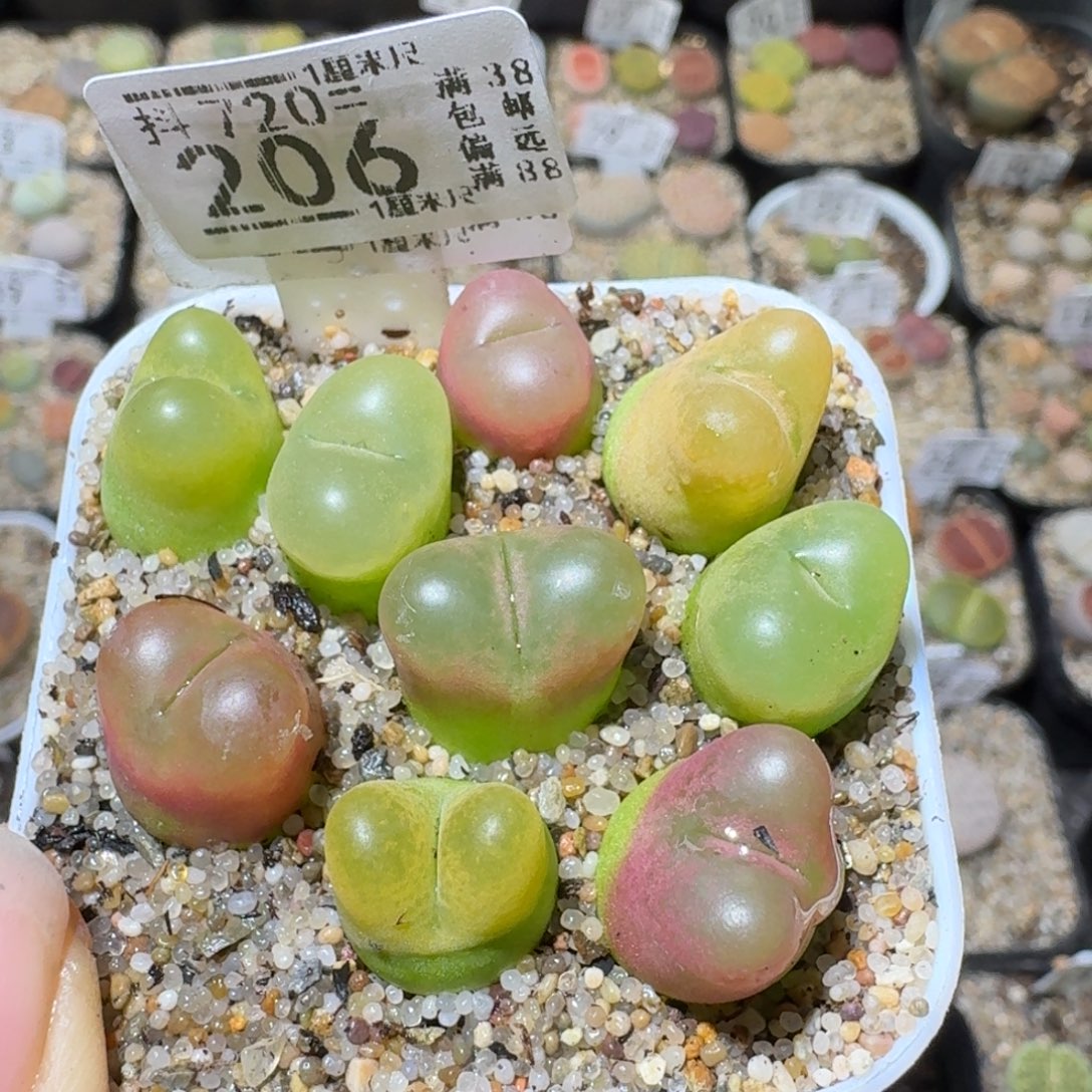Sss生石花清货206