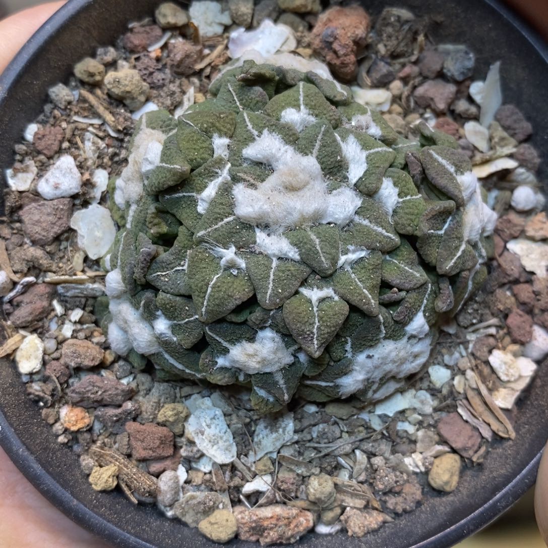      23号 自根大尤黑牡丹群生5.5公分带盆土