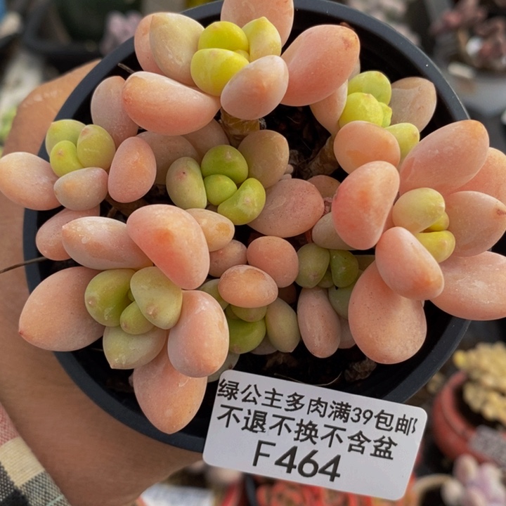 橘子香水洛神8cm464多肉植物