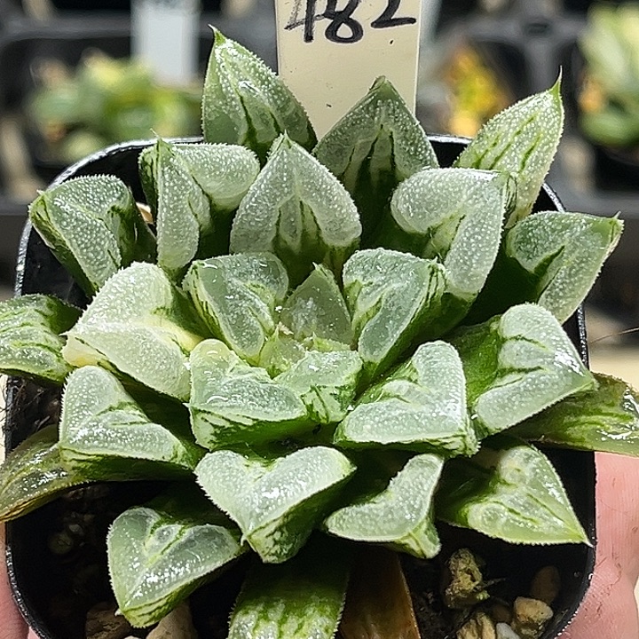 482爱心寿锦头家多肉十二卷