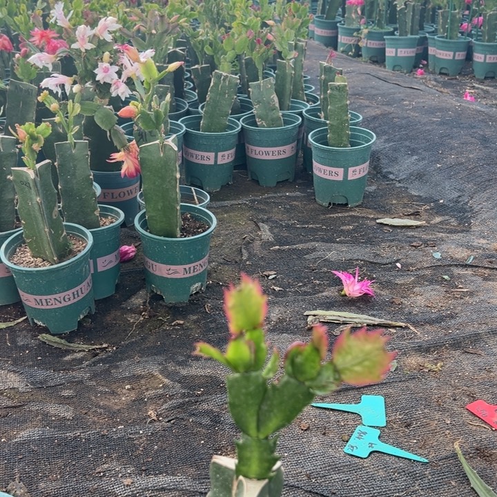 玉***合17号桑吉塔000000