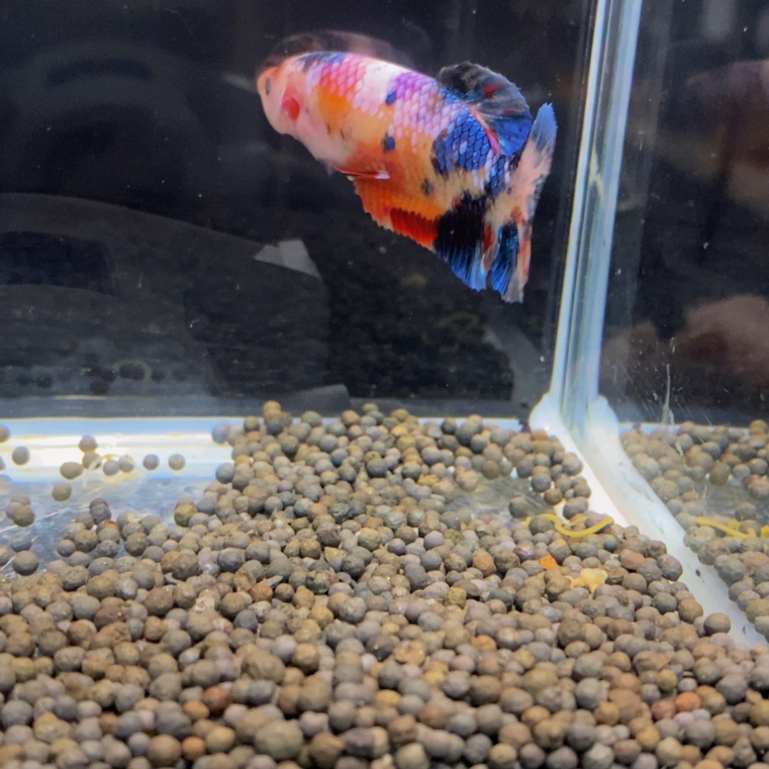 L***g斗鱼470巨斗11111