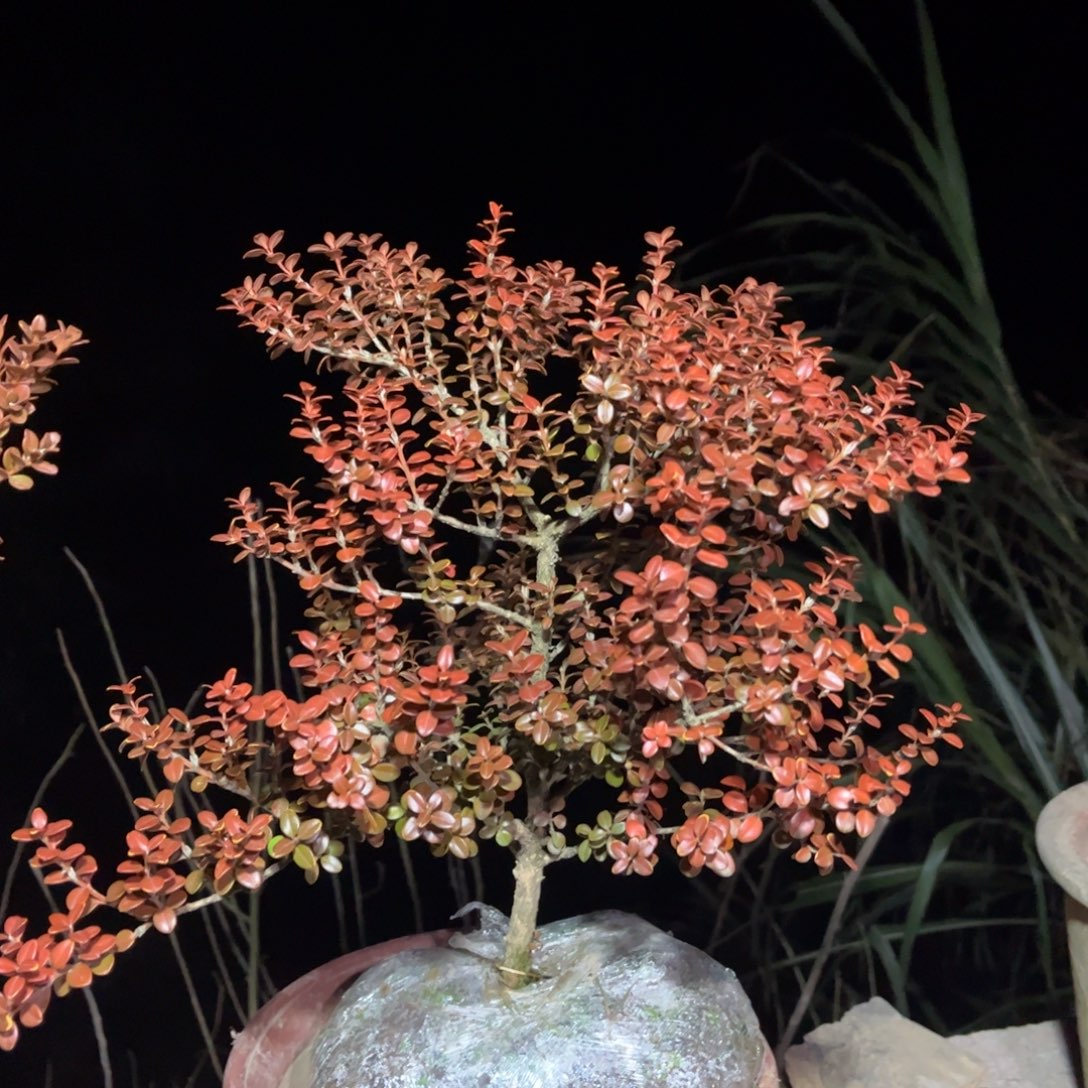 榴***莲以实际为准安徽珍珠黄杨