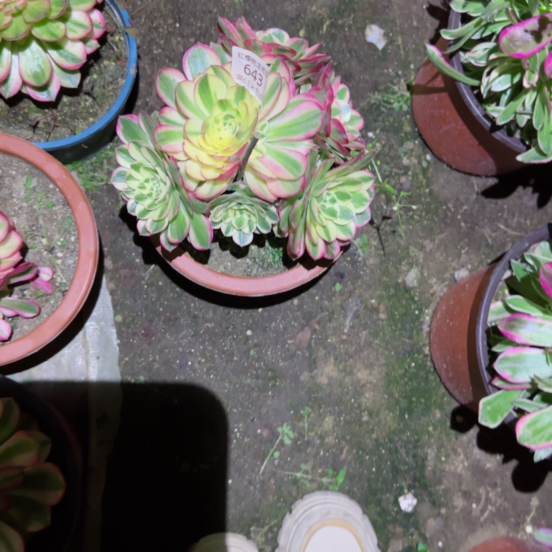 海鲜法师多肉643