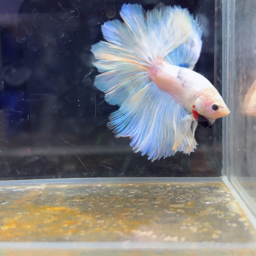 斗鱼浅色特殊尾hhhhh