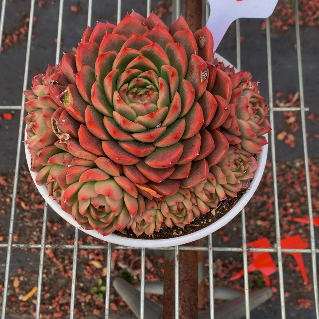 一物一拍1618-6-20