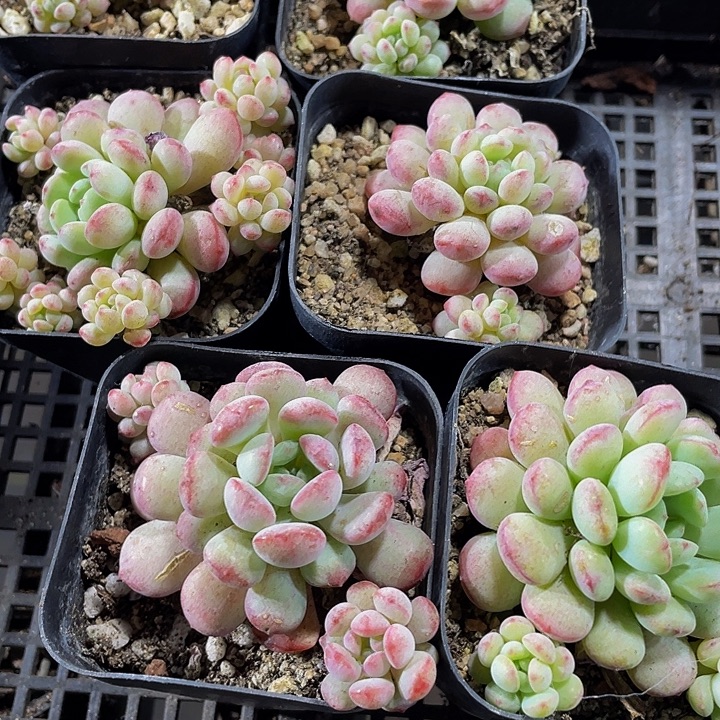 大萌豆带盆土发货