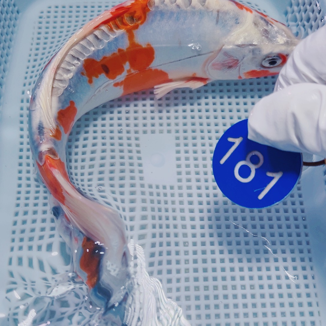 锦鲤锦鲤观赏鱼冷水181