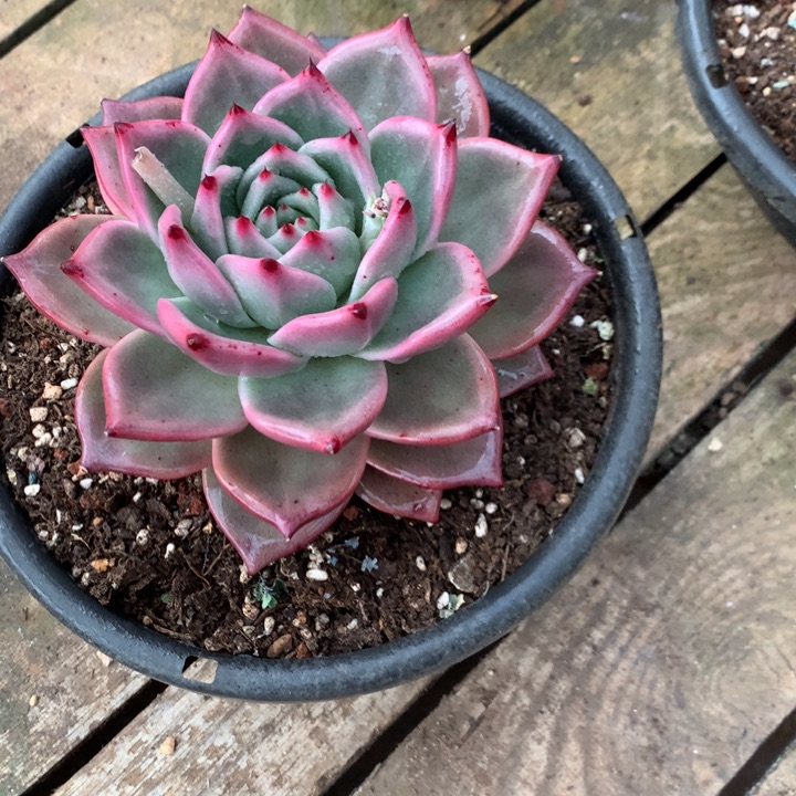 美肉特价活动开始啦