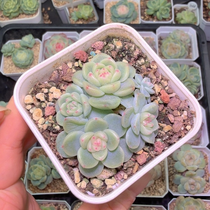 微***笑纸鸢多肉植物群生