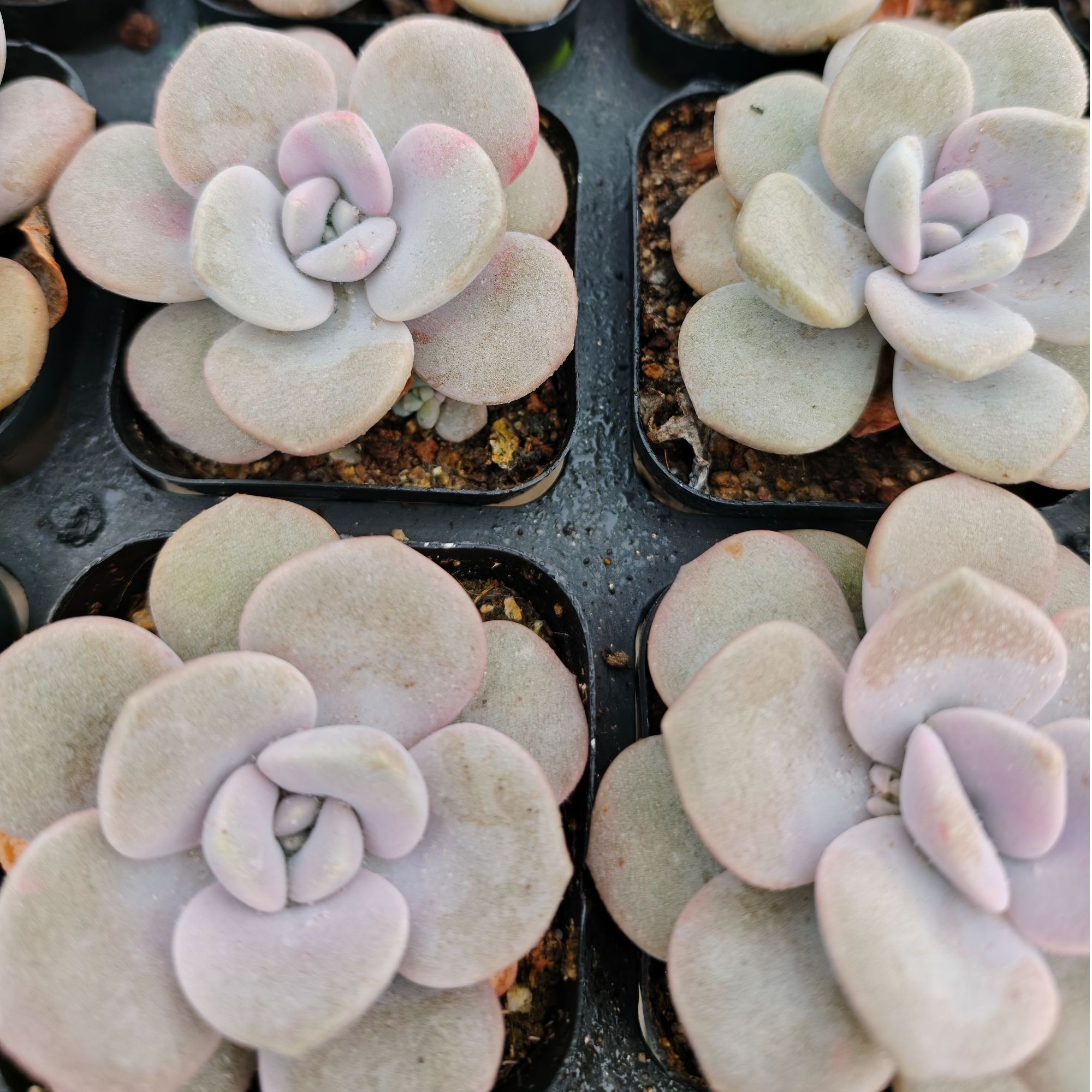 诺玛精品多肉裸根上盆