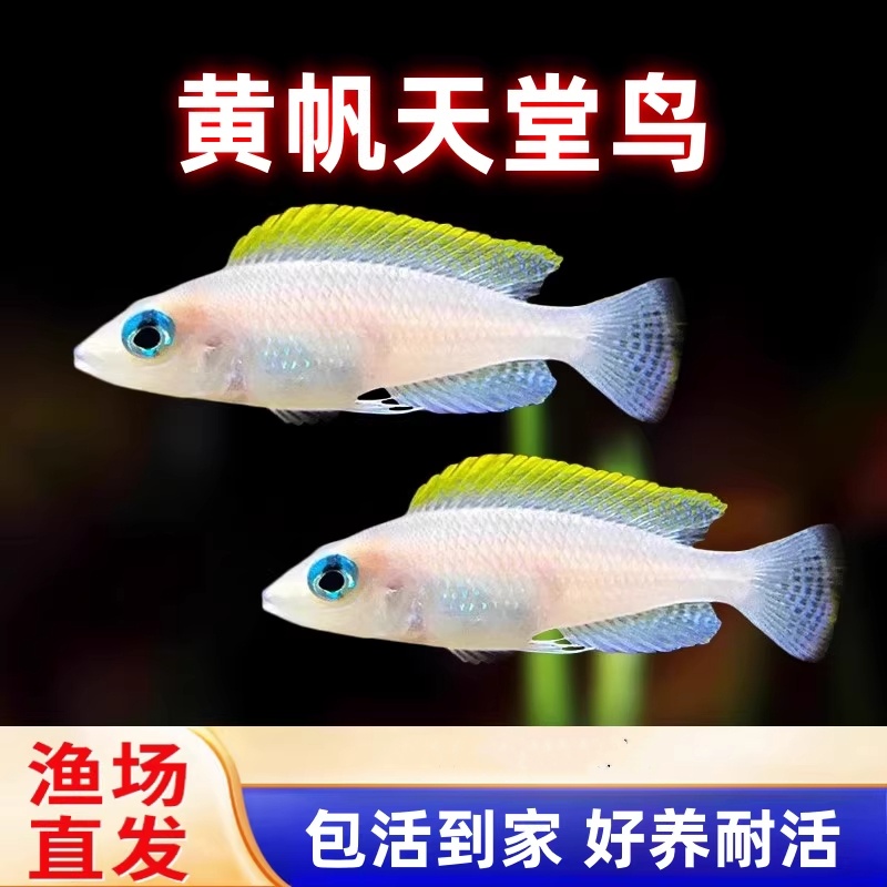 黄帆天堂鸟卷贝观赏鱼苗非洲坦鲷三湖慈鲷热带鱼淡水短鲷好养易活