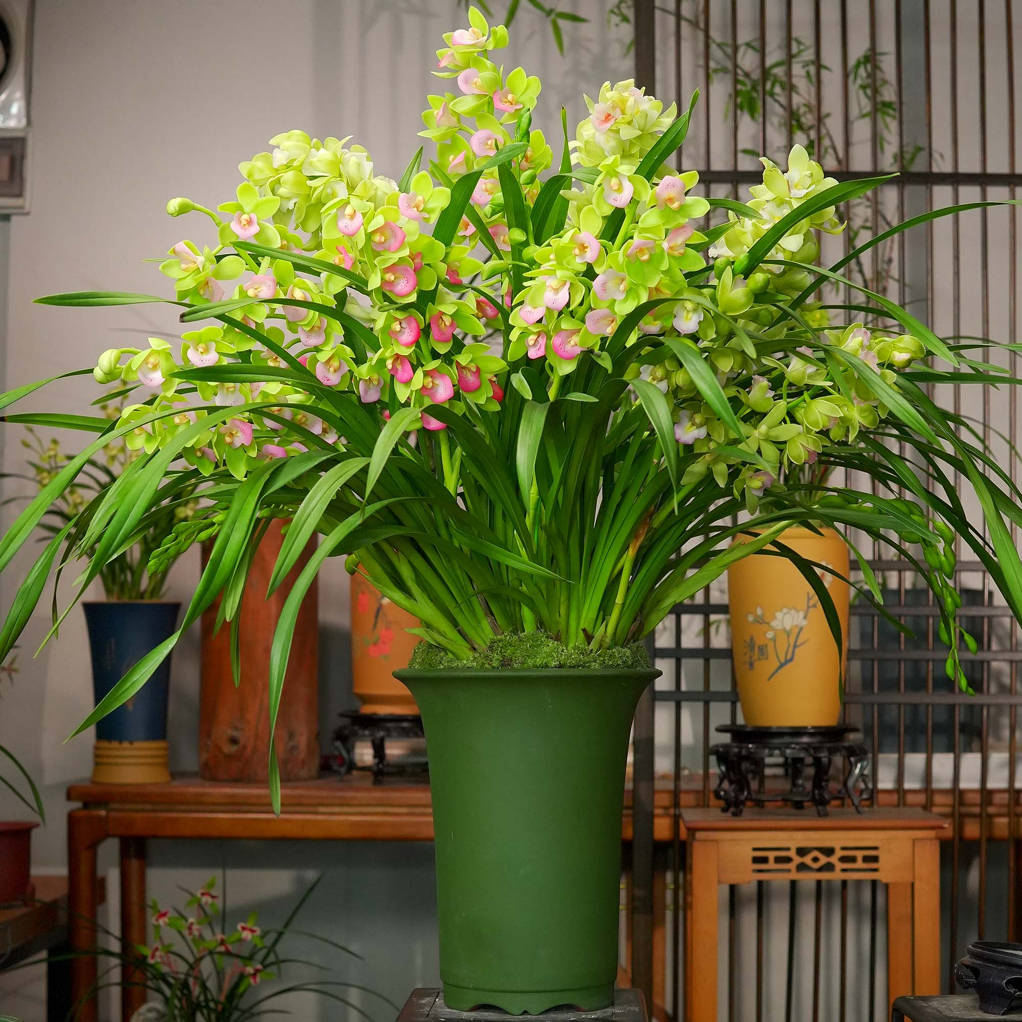 特A级 【蓝月香兰】带6-9花苞带花剑兰花盆栽室内办公室绿植好养