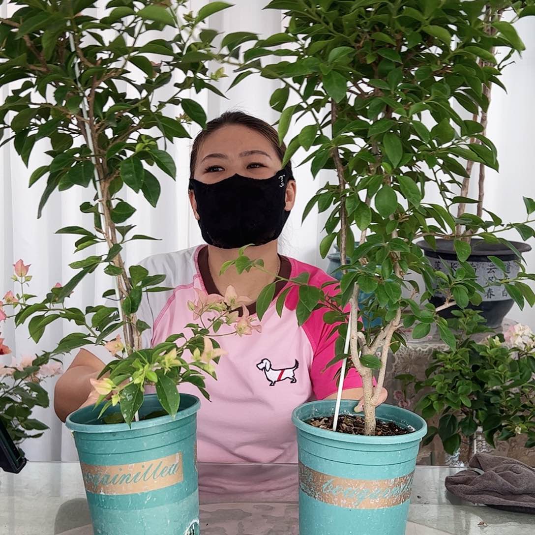 当前无花栽培后可以开花卡亚塔一颗