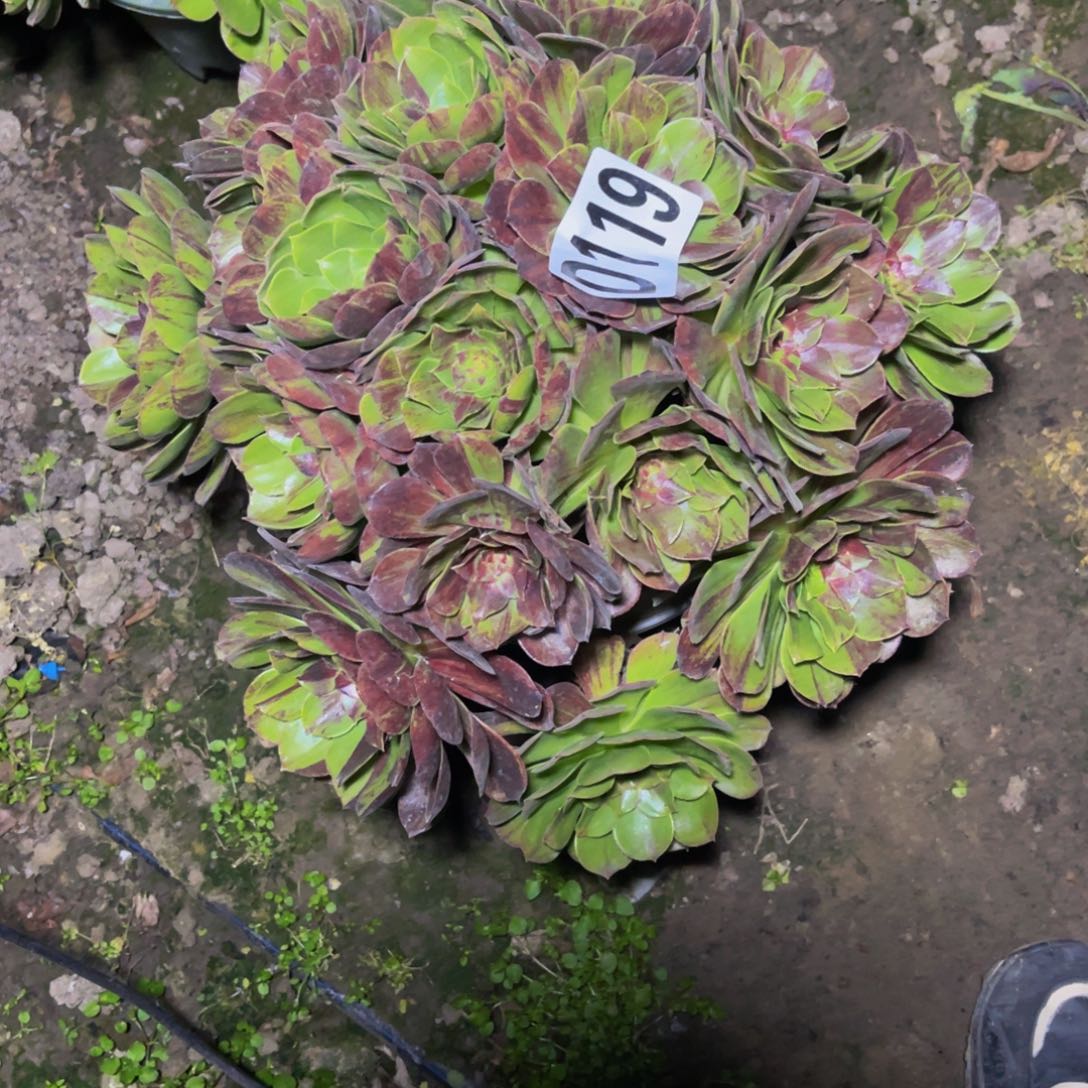 花月夜26////12包邮