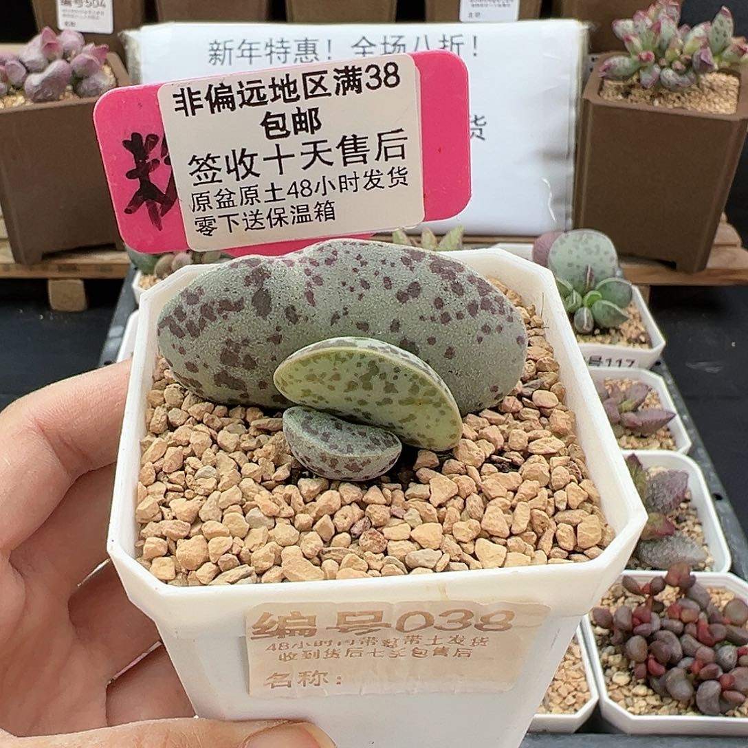 038巨型花蛋多肉