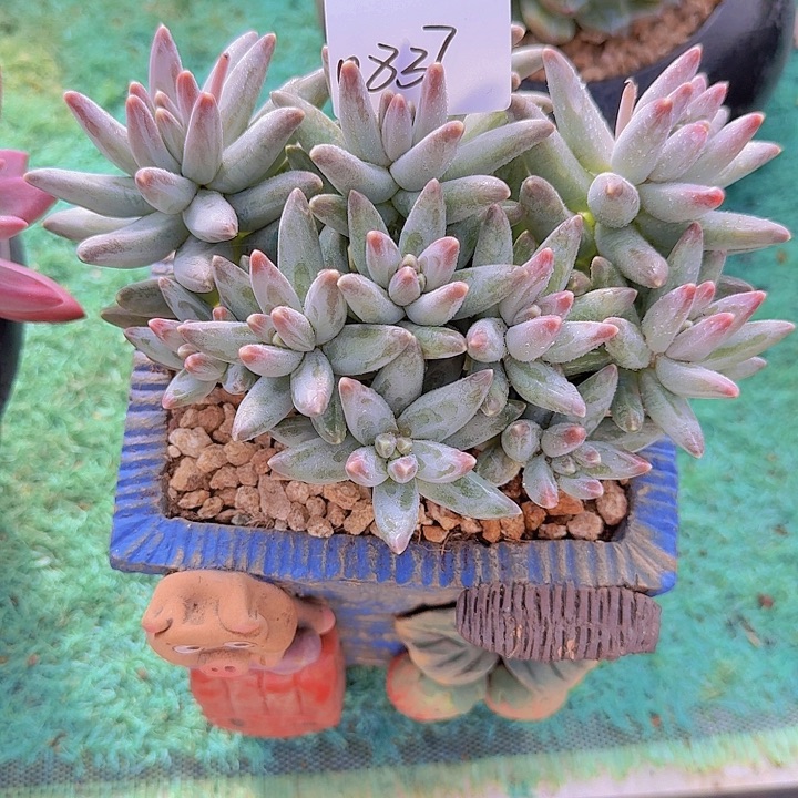 0837凤羽多肉植物