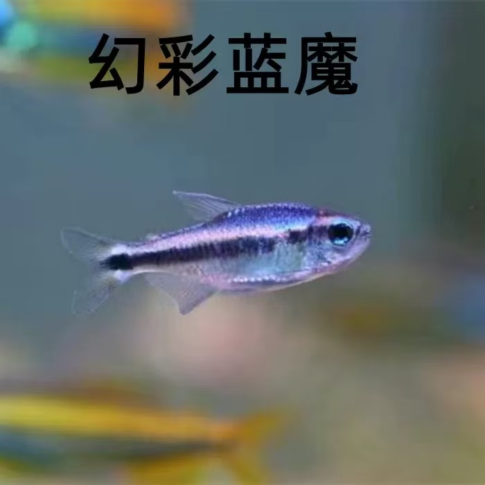 幻彩蓝魔灯鱼观赏鱼高端草缸南美小型热带观赏鱼灯科鱼小鱼观赏鱼