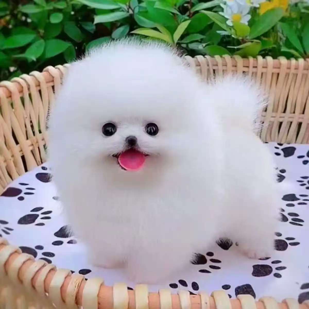 博美狗狗幼犬活体