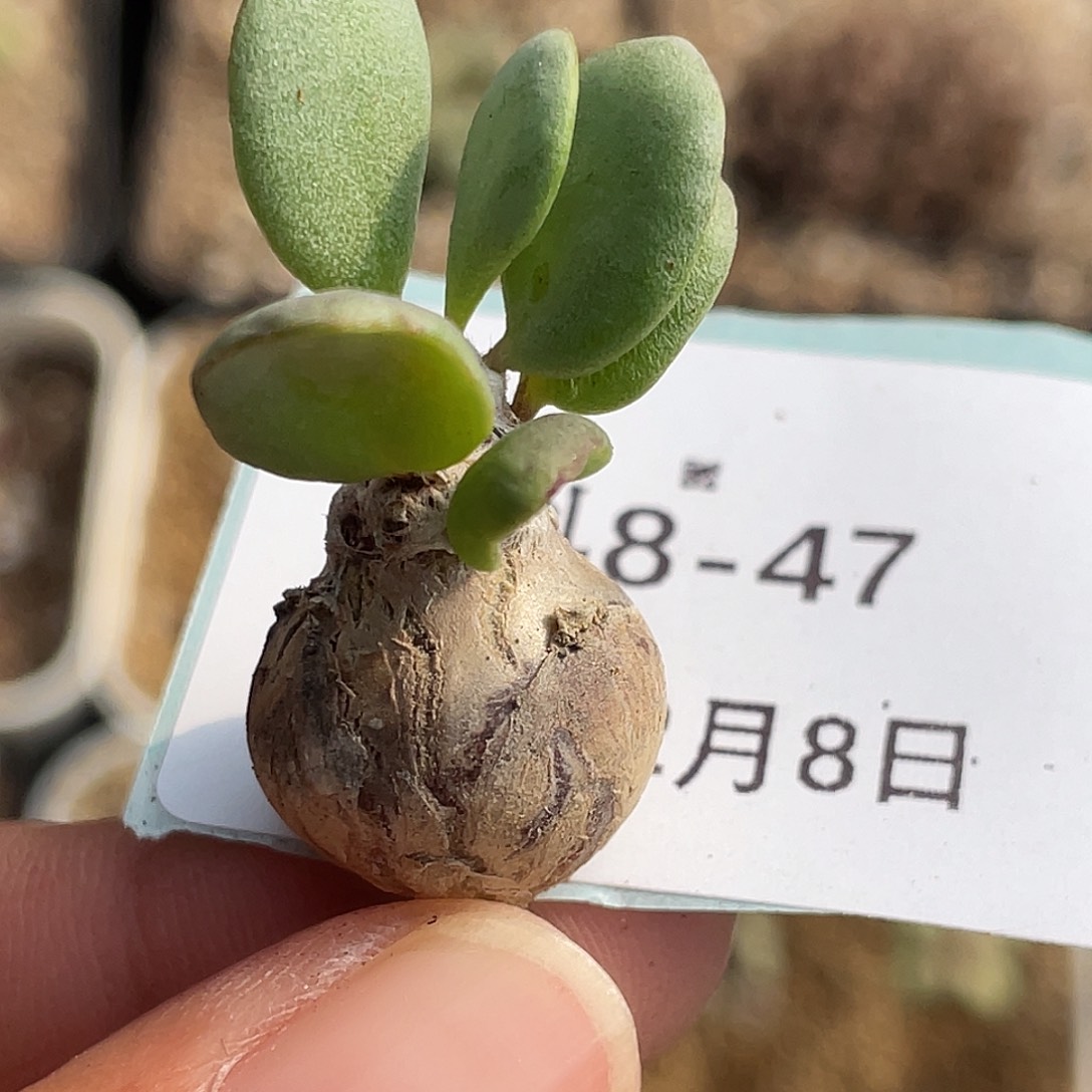 8-47恩特美多肉植物