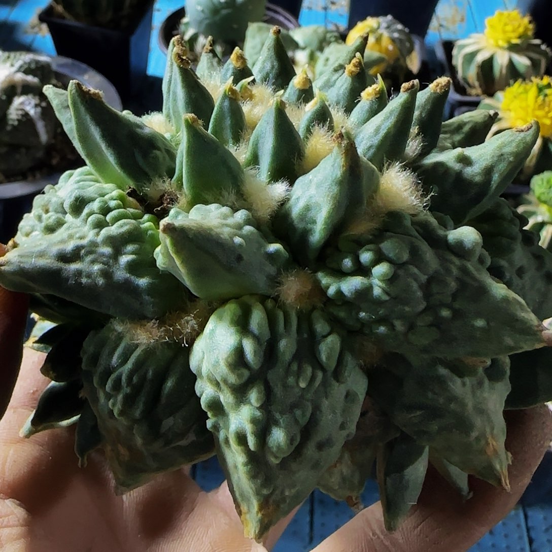 龙牙怒涛866袖谱柱