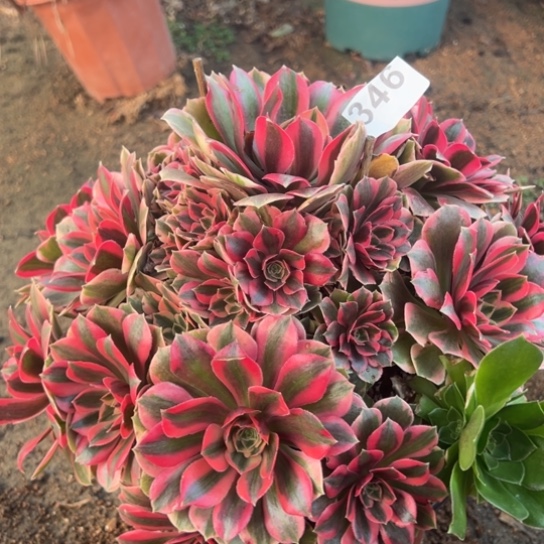 346女妖多肉植物花花