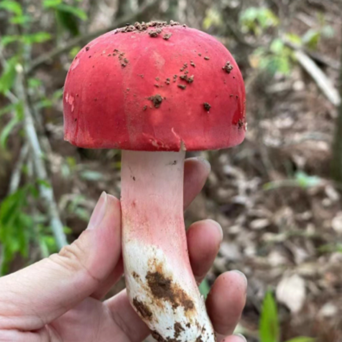 赵荣助农代卖农家红菇