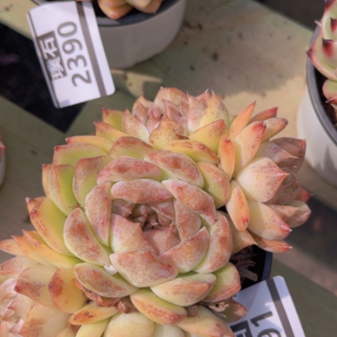 【闪购商品】麦秆杂黑水晶2391