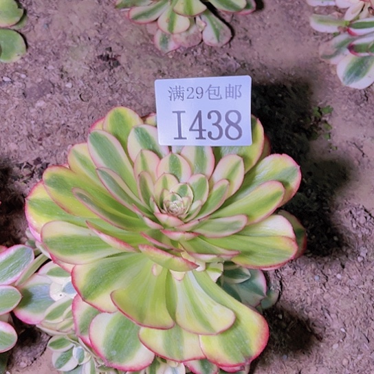 1438万白多肉植物