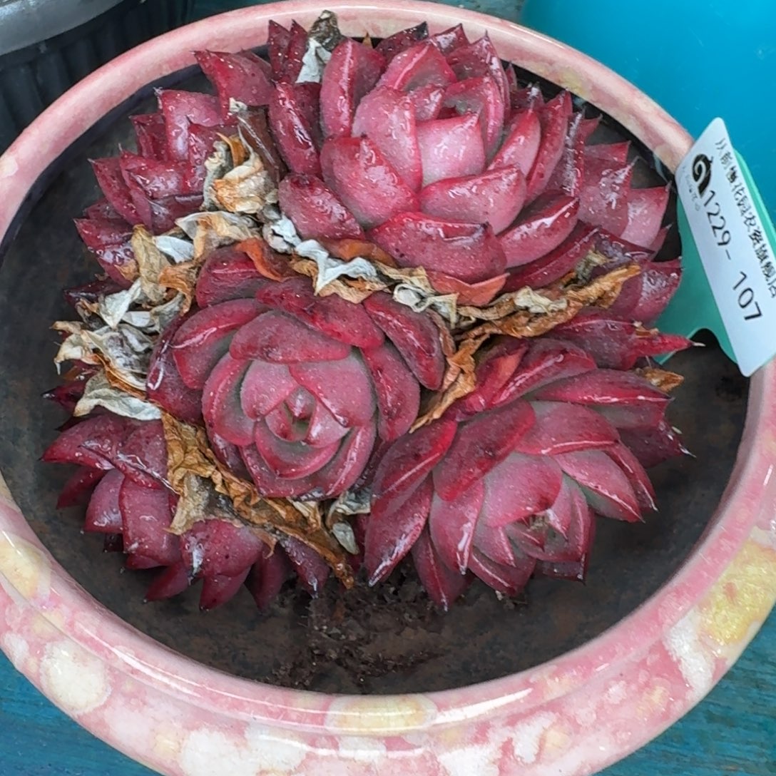 爱***壳从前慢花园多肉编号1229-107带盆