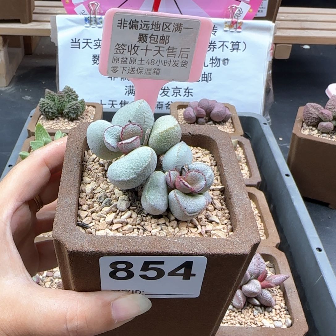 854硬叶白蛋多肉植物