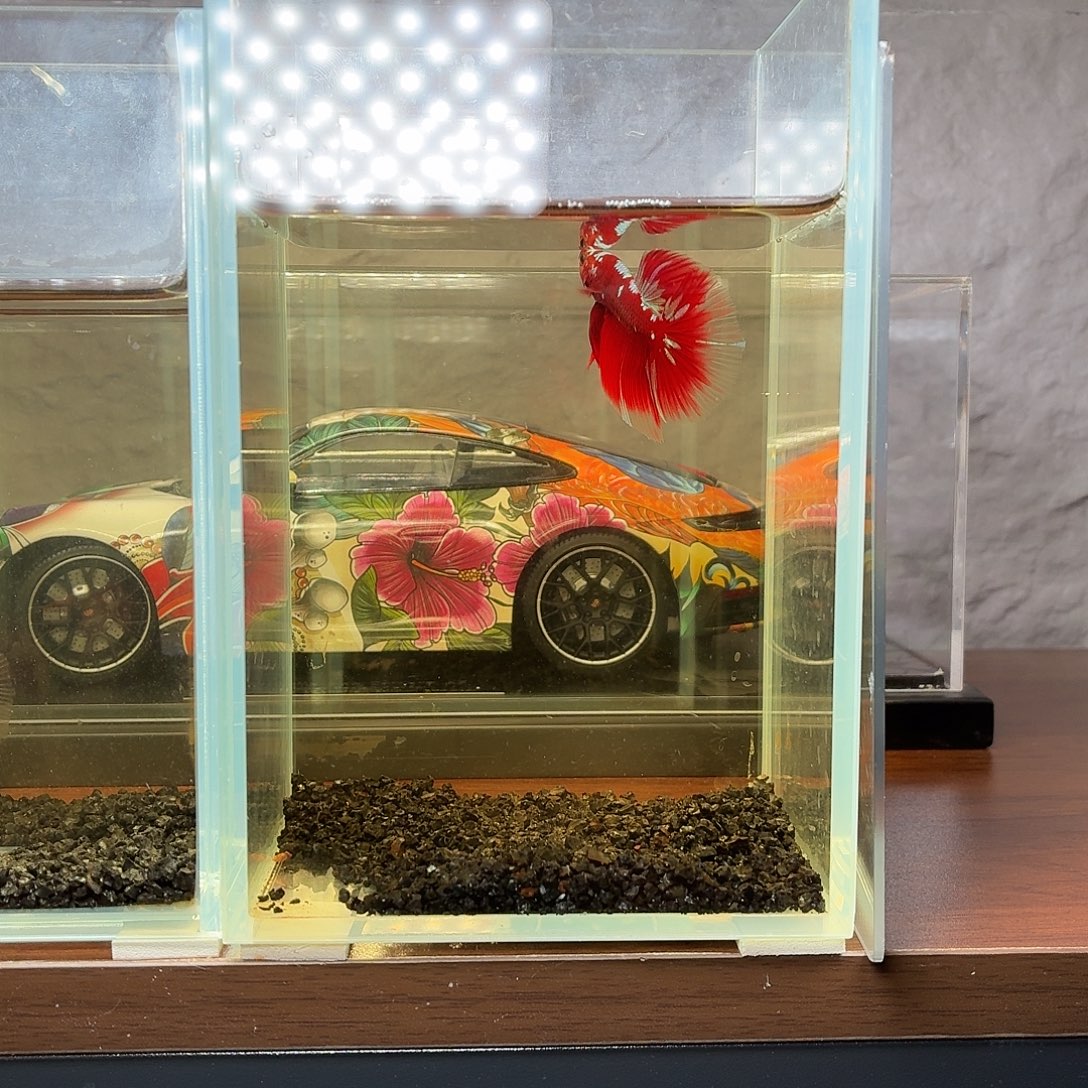 斗鱼彩金半月公鱼