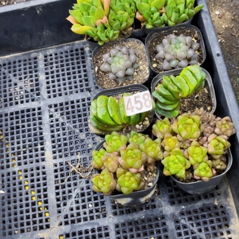 458雨露8盆一物一图如图