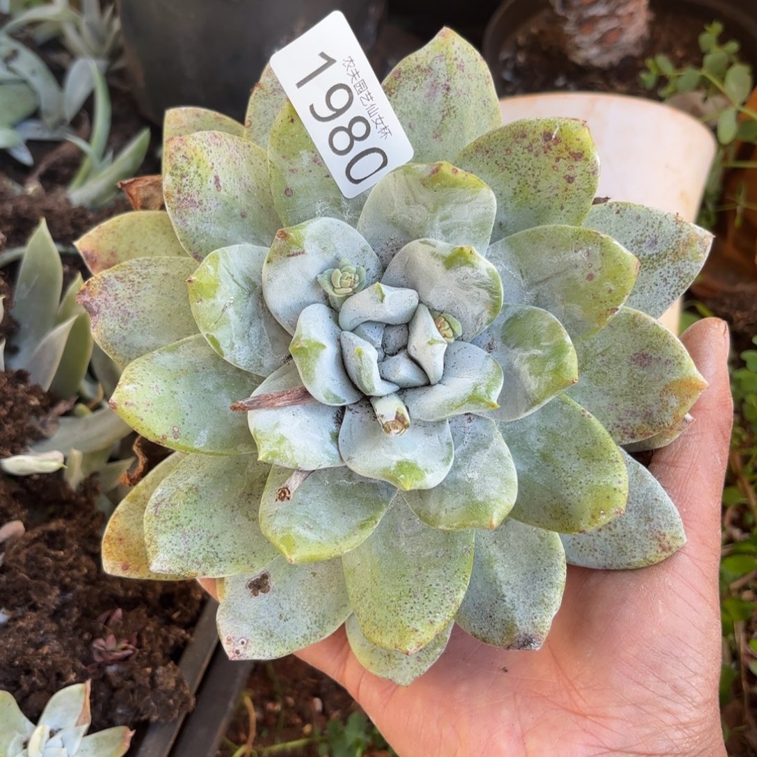 3代杂交仙女杯多肉福利