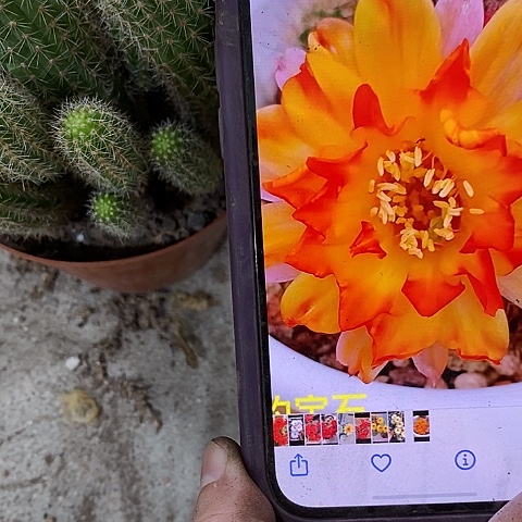 宝石白糖，3790999