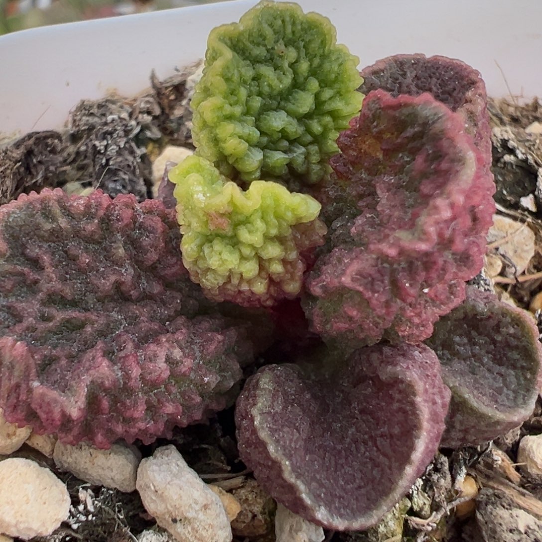 实生新品多肉植物水泡多肉植物