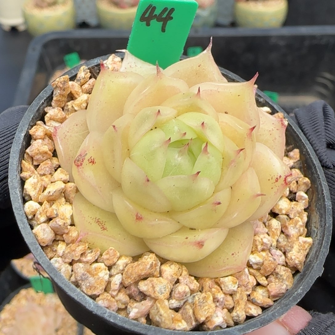 多肉44麦秆   5厘米盆h