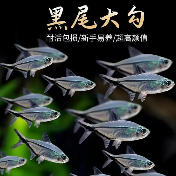 黑尾大勾群游观赏鱼小型活体热带鱼草缸混养耐活好养
