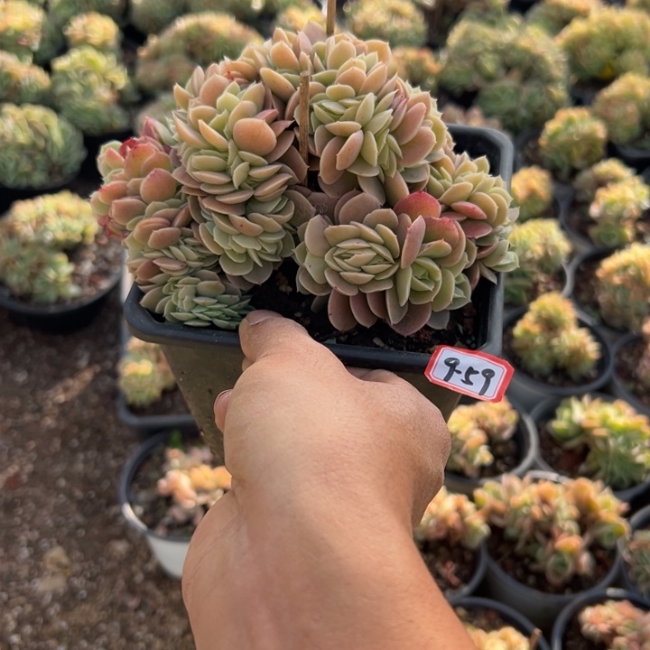 精品多肉植物老桩星娜塔缀