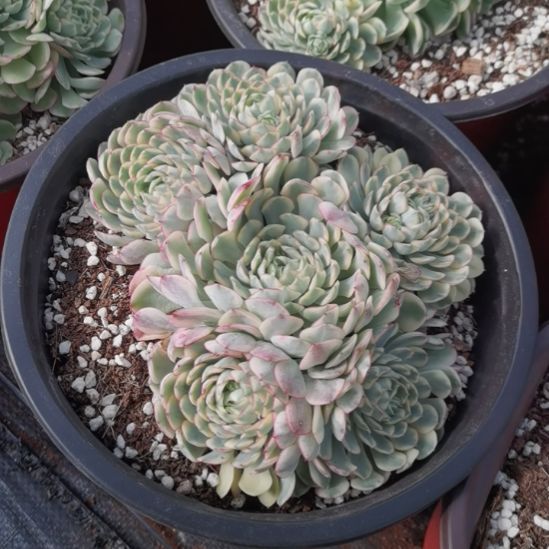梦幻玫瑰白覆轮锦群