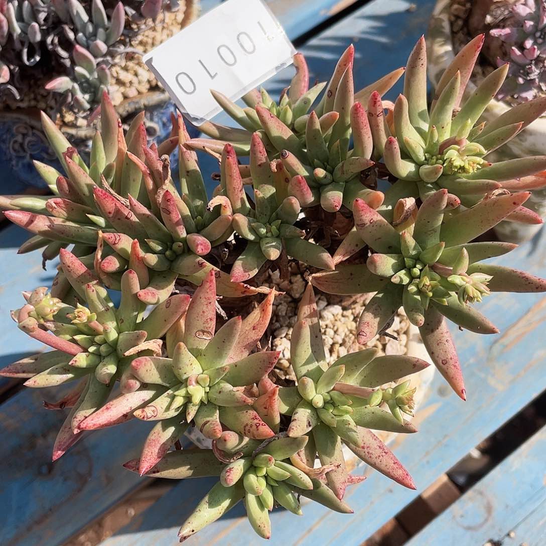 阿尔比多头群生10010