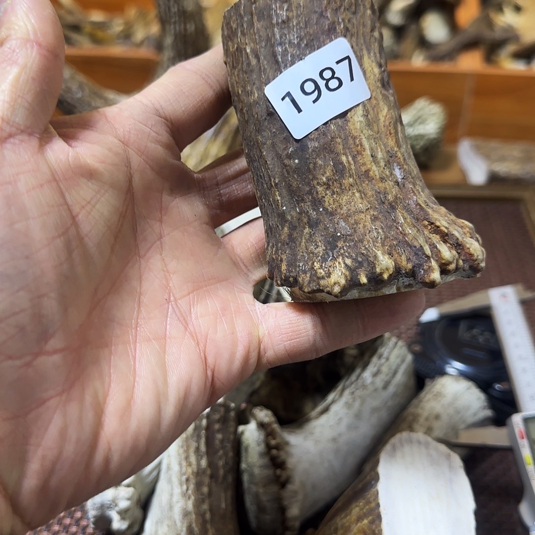 鹿骨手串/手链鹿角根 1987