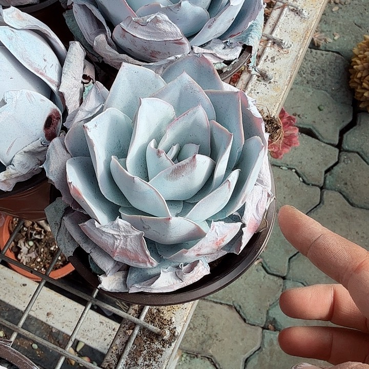 广寒宫多肉植物精品