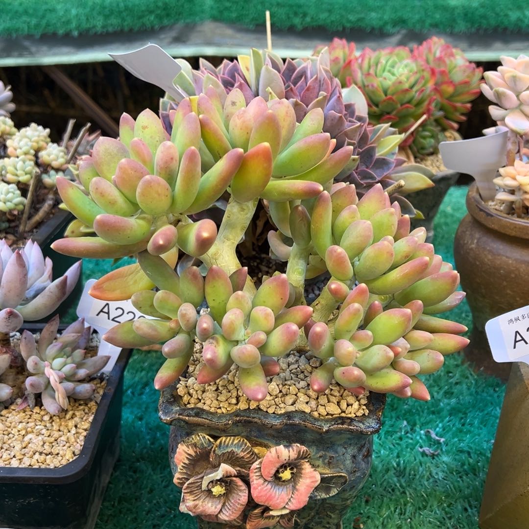 金蝉杂芒果奶，，，，，，，，，，，