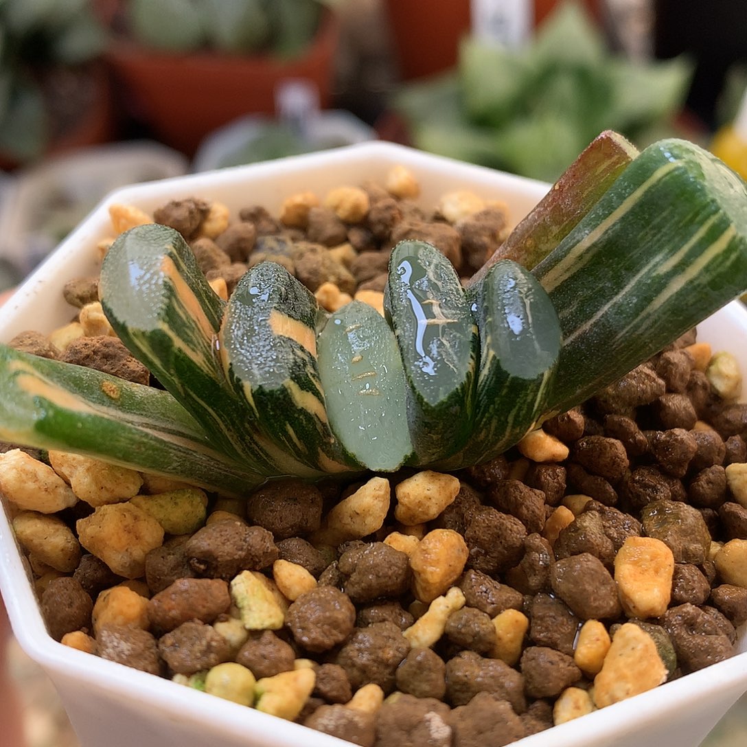 玉扇锦带盆土法盆中tuo