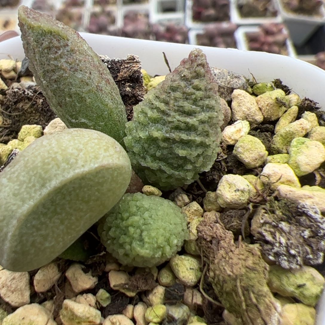 实生低叶苗多肉植物水泡多肉植物