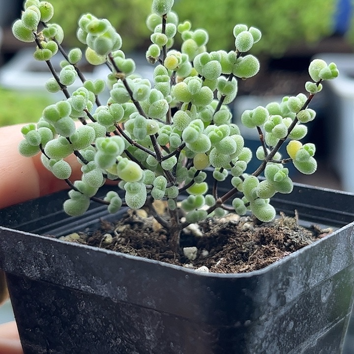 009白底实生莱斯优选枝干