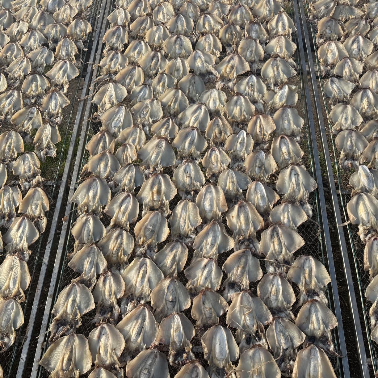 新晒淡干墨鱼干正宗煲汤海产干货东海本港海鲜目鱼干儿童孕妇炖汤