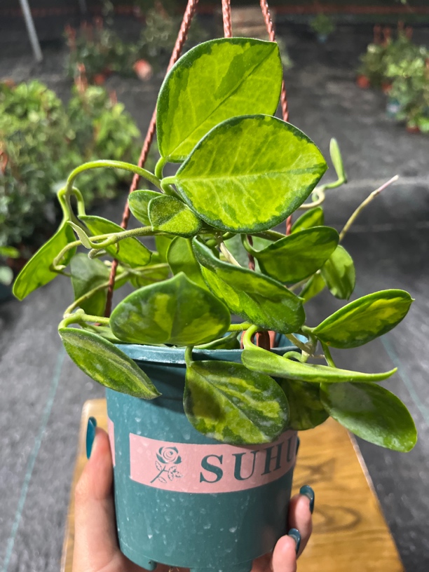 【南方内锦】球兰两年苗盆栽 不包叶损 吊兰植物